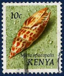 Episcopal Miter (Mitra episcopalis)