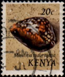 Humpback Cowry (Mauritia mauritania)