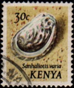 Variable Abalone (Sanhaliotis varia)