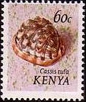 Stamp, Red Helmet Shell (Cypraecassis rufa), Kenya,  , Shells