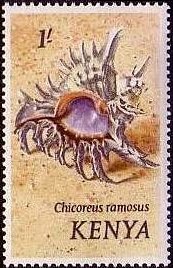 Ramose Murex (Chicoreus ramosus)