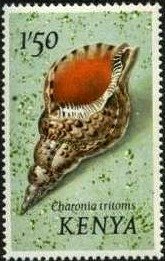 Atlantic Trumpet Triton (Charonia tritonis)