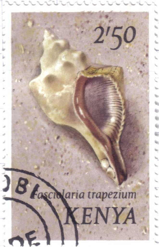Trapezium Horse Conch (Fasciolaria trapezium)