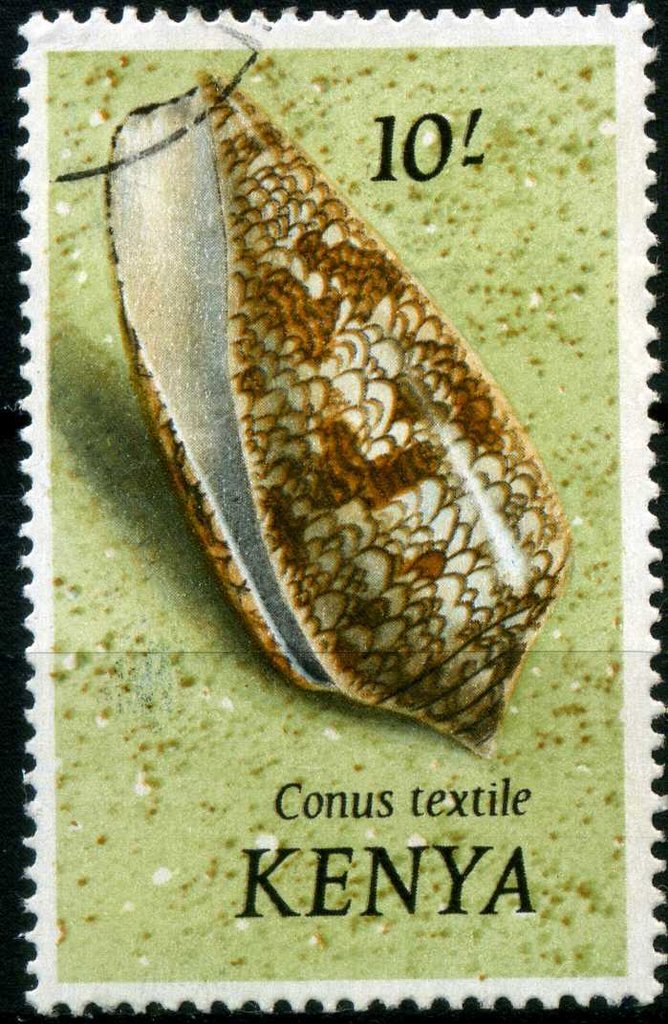 Textile Cone (Conus textile)