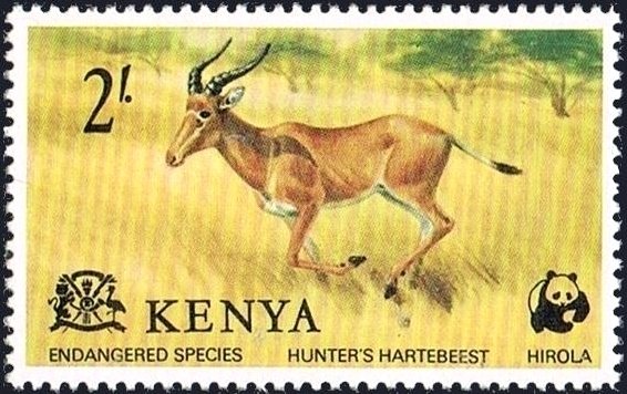 Hartebeest (Alcelaphus buselaphus)