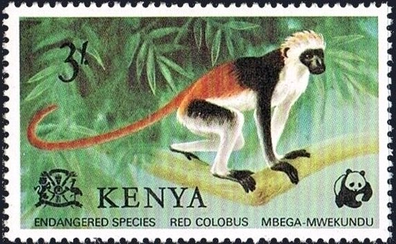 Red Colobus (Colobus badius)