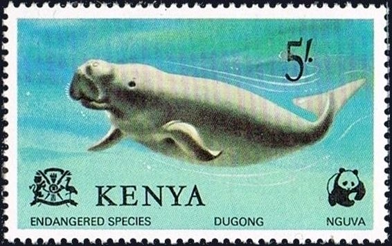 Dugong (Dugong dugong)