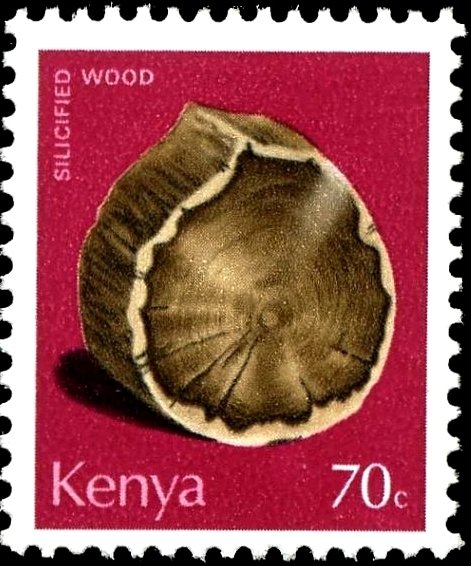 Fossilized Wood