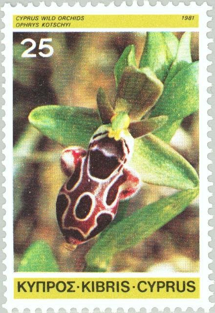 Ophrys kotschyi - Cyprus Bee Orchid