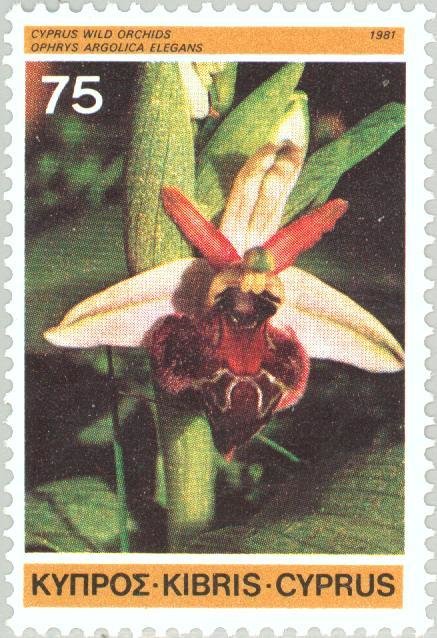 Ophrys argolica elegans - Eyed-bee orchid