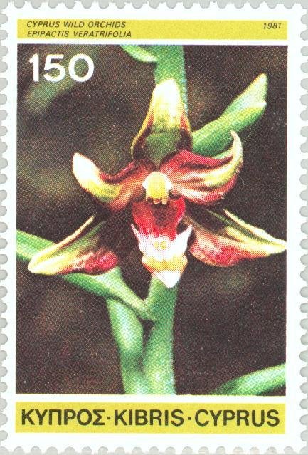 Epipactis veratrifolia - Scarce March Helleborine