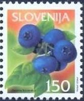 Fruits in Slovenia (Bilberry)