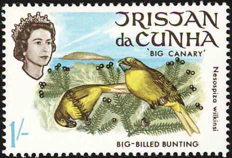 Wilkins's Bunting (Nesospiza wilkinsi)