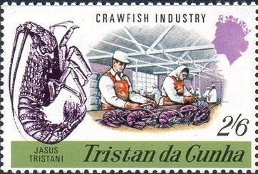 Tristan Rock Lobster (Jasus tristani), Processing the Lobste
