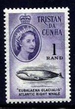 Southern Right Whale (Eubalaena australis)