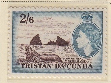 Southern Elephant-seal (Mirounga leonina), Gough Island