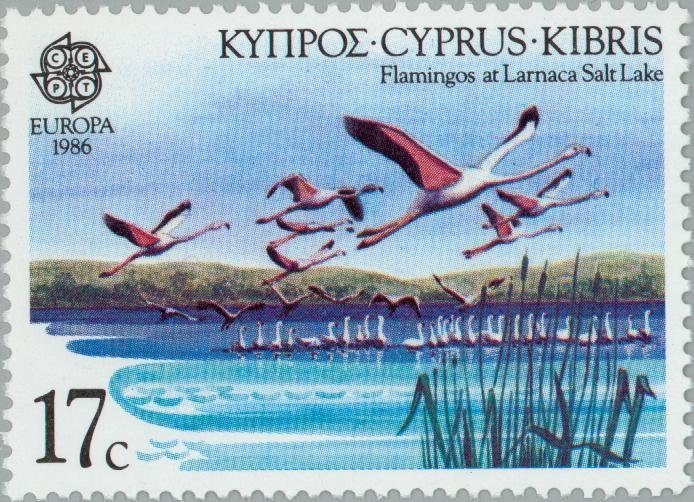 American Flamingo (Phoenicopterus ruber) at Lake Larnaka