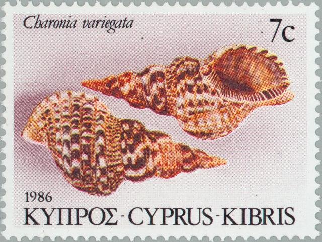 Triton's Trumpet (Charonia variegata)