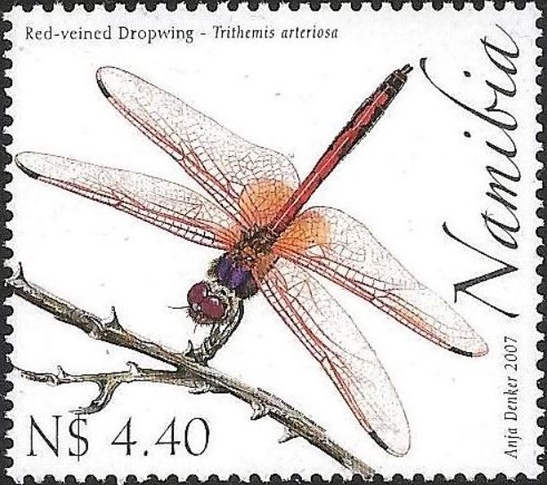 Red-veined Dropwing (Trithemis arteriosa) 
