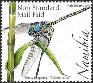 Stamp, Jaunty Dropwing (Trithemis stictica), Namibia,  , Dragonflies