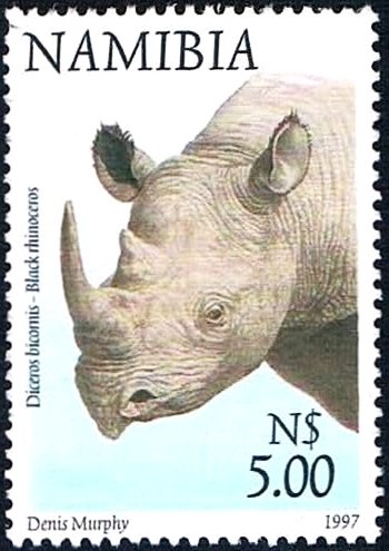 Black Rhinoceros (Diceros bicornis)