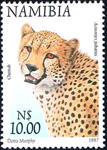 Cheetah (Acinonyx jubatus)