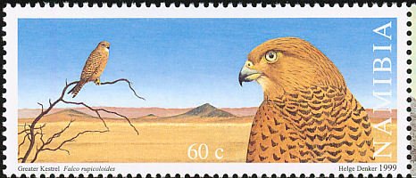 Greater Kestrel (Falco rupicoloides)