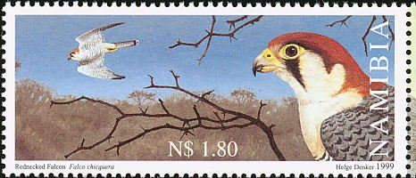 Red-necked Falcon (Falco chicquera)
