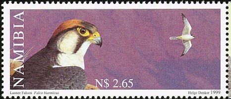 Lanner Falcon (Falco biarmicus)