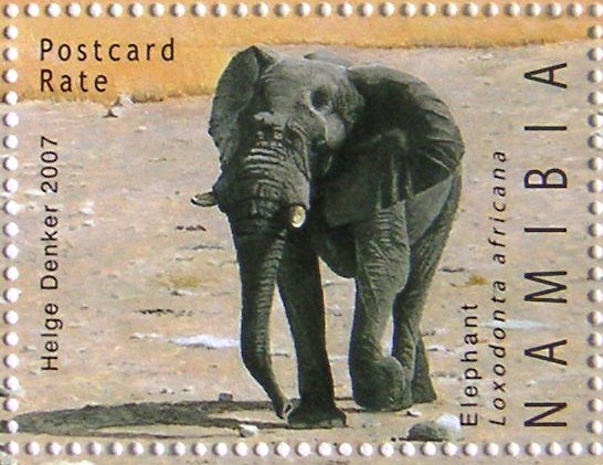 African Elephant (Loxodonta africana)