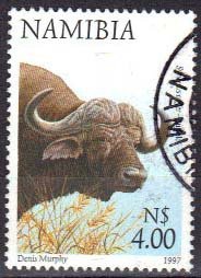 African Buffalo (Syncerus caffer)