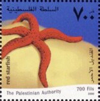 Mediterranean Red Sea Star (Echinaster sepositus)