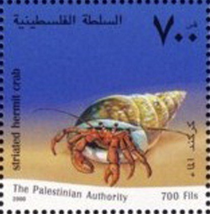 Striated Hermit Crab (Dardanus arrosor)