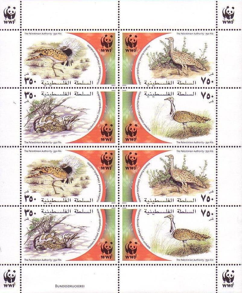 Houbara Bustard (Chlamydotis undulata)
