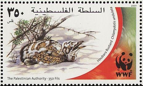 Houbara Bustard (Chlamydotis undulata)