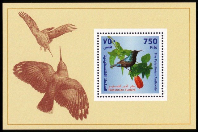 Palestine Sunbird (Nectarinia osea)