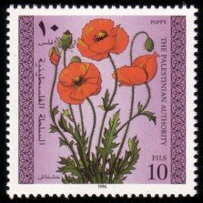 Poppy