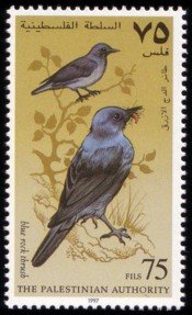 Blue Rock Thrush (Monticola solitarius)