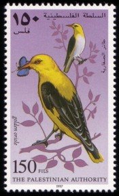 Golden Oriole (Oriolus oriolus)