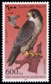 Peregrine Falcon (Falco peregrinus)