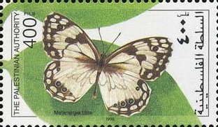 Levantine Marbled White (Melanargia titea)