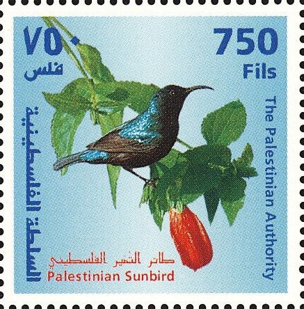 Palestine Sunbird (Nectarinia osea)