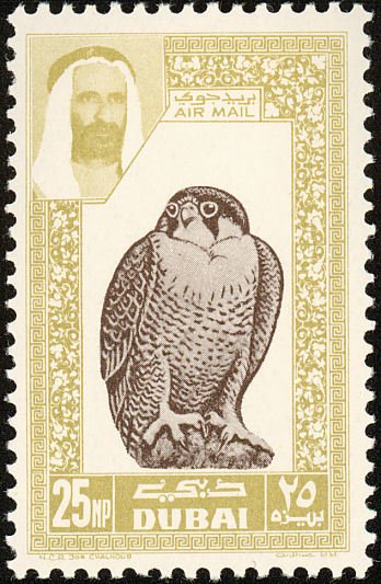 Barbary Falcon