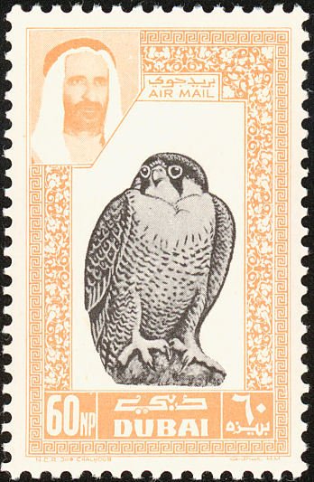 Barbary Falcon