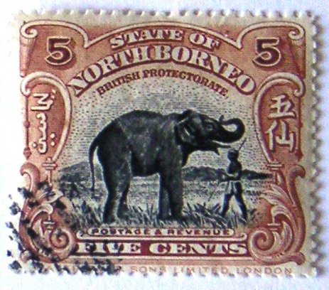Asian Elephant (Elephas maximus)