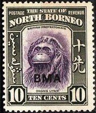 Bornean Orangutan (Pongo pygmaeus)