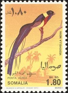 Stamp, Long-tailed Paradise-whydah (Vidua paradisaea), Somalia,  , Birds, Animals (Fauna)