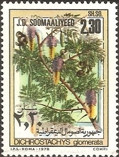 Stamp, Dichrostachys Glomerata, Somalia,  
