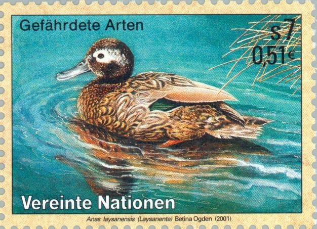 Laysan Duck (Anas laysanensis)