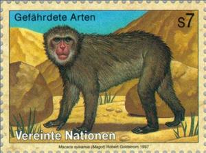 Stamp, Barbary Macaque (Macaca sylvanus), UNO Vienna,  , Mammals, Animals (Fauna)